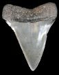 Fossil Mako Shark Tooth - Georgia #39276-1